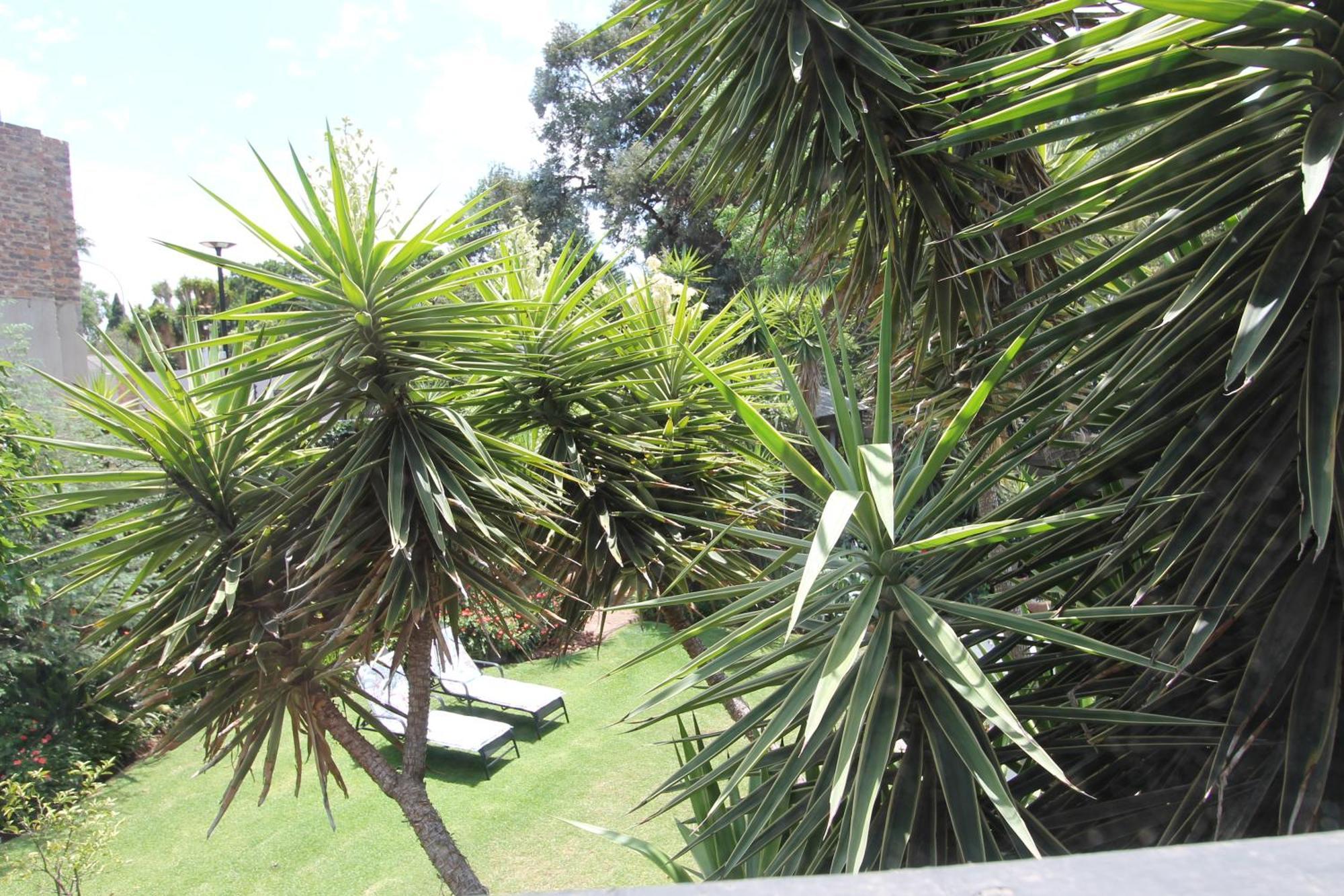 Wild Tree Lodge Benoni Exterior photo